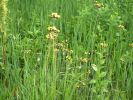 Filename=tranflow_ea.jpg
Filesize=85KB
Dimensions=640x480
Date added=Sep 11, 2006 tranflow_ea.jpg