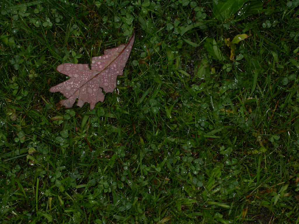 Photo by Ray Kaville
A lone leaf on the wet ground was the story of this years CSP 18. No stars, just rain.
